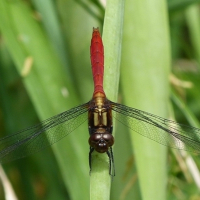 Orthetrum villosovittatum (Fiery Skimmer) at Booderee National Park - 18 Feb 2016 by christinemrigg