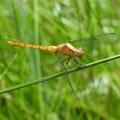 Orthetrum villosovittatum at Jervis Bay, JBT - 18 Feb 2016