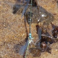 Pseudagrion microcephalum (Blue Riverdamsel) at Vincentia, NSW - 3 Apr 2019 by christinemrigg