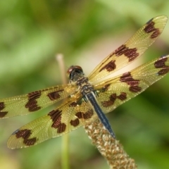 Rhyothemis graphiptera (Graphic Flutterer) at Vincentia, NSW - 8 Dec 2018 by christinemrigg