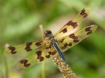 Rhyothemis graphiptera (Graphic Flutterer) at Vincentia, NSW - 7 Dec 2018 by christinemrigg