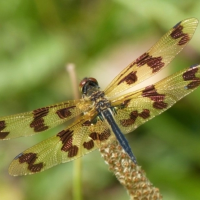 Rhyothemis graphiptera (Graphic Flutterer) at Vincentia, NSW - 7 Dec 2018 by christinemrigg