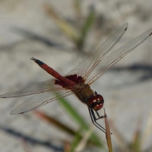 Tramea loewii at Jervis Bay, JBT - 30 Nov 2014