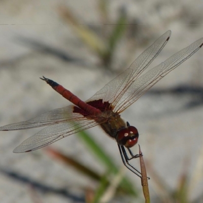 Tramea loewii (Common Glider) at Jervis Bay, JBT - 29 Nov 2014 by christinemrigg