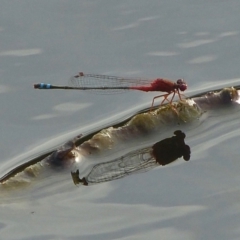 Xanthagrion erythroneurum (Red & Blue Damsel) at Vincentia, NSW - 22 Feb 2019 by christinemrigg