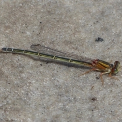 Xanthagrion erythroneurum at Vincentia, NSW - 22 Feb 2019 12:00 AM