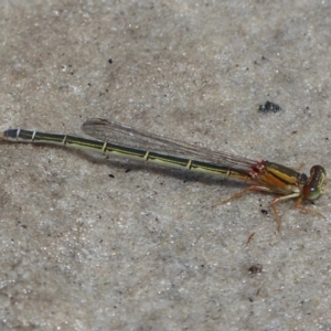 Xanthagrion erythroneurum at Vincentia, NSW - 22 Feb 2019