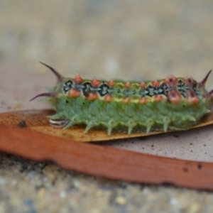 Doratifera quadriguttata and casta at Wamboin, NSW - 4 Feb 2019