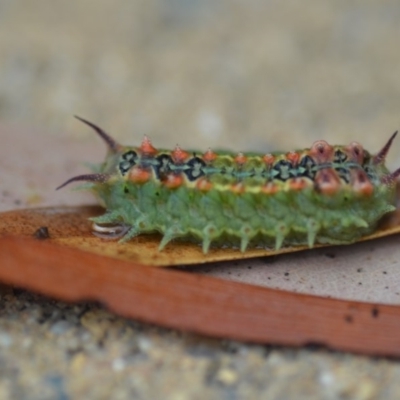 Doratifera quadriguttata and casta (Four-spotted Cup Moth) at Wamboin, NSW - 4 Feb 2019 by natureguy