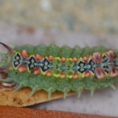 Doratifera quadriguttata and casta at Wamboin, NSW - 4 Feb 2019