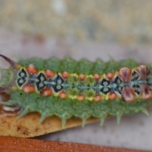 Doratifera quadriguttata and casta at Wamboin, NSW - 4 Feb 2019