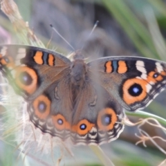 Junonia villida (Meadow Argus) at Wodonga, VIC - 22 Feb 2017 by MichaelBedingfield