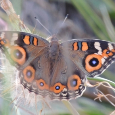 Junonia villida (Meadow Argus) at Wodonga - 21 Feb 2017 by michaelb