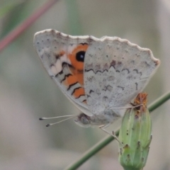 Junonia villida at Wodonga, VIC - 22 Feb 2017 12:00 AM
