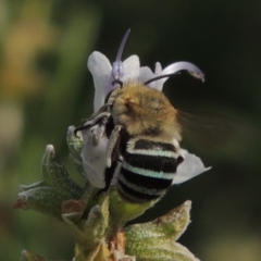 Amegilla (Zonamegilla) asserta (Blue Banded Bee) at Wodonga, VIC - 22 Feb 2017 by MichaelBedingfield