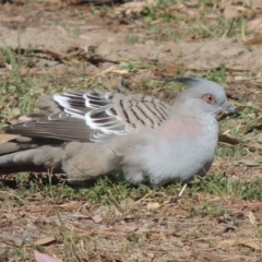 Ocyphaps lophotes (Crested Pigeon) at Lanyon - northern section A.C.T. - 27 Mar 2019 by michaelb