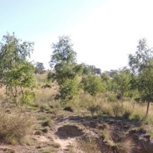 Eucalyptus viminalis at Gordon, ACT - 27 Mar 2019