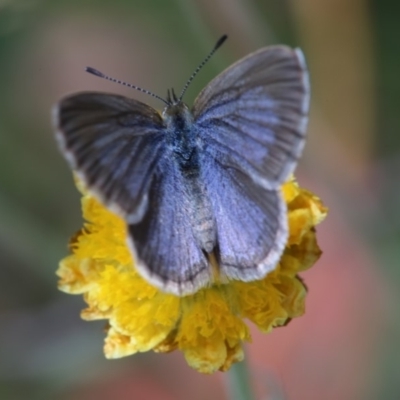 Zizina otis (Common Grass-Blue) at Namadgi National Park - 27 Feb 2019 by Jek