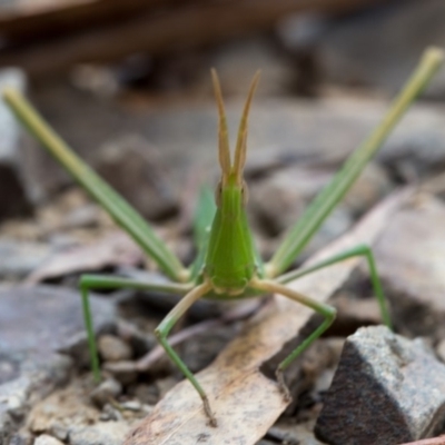 Acrida conica (Giant green slantface) at Cotter River, ACT - 27 Feb 2019 by Jek