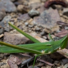 Acrida conica at Cotter River, ACT - 27 Feb 2019