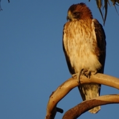 Hieraaetus morphnoides (Little Eagle) at Garran, ACT - 16 May 2019 by roymcd