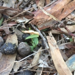 Diplodium truncatum (Little Dumpies, Brittle Greenhood) at Mount Majura - 22 May 2019 by petersan