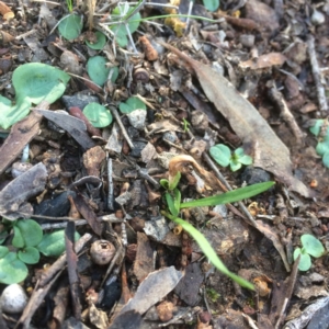 Diplodium truncatum at Hackett, ACT - 22 May 2019