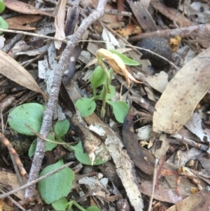 Diplodium truncatum at Hackett, ACT - 22 May 2019