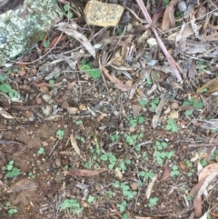 Diplodium truncatum at Hackett, ACT - 22 May 2019