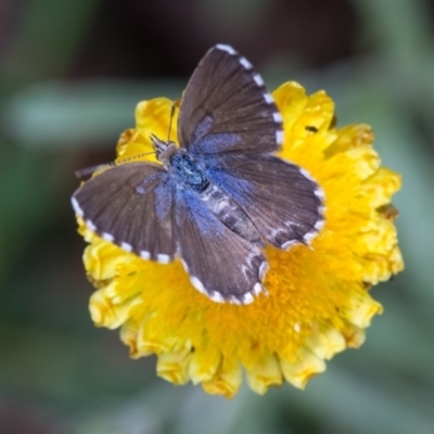 Theclinesthes serpentata (Saltbush Blue) at Cotter River, ACT - 27 Feb 2019 by Jek