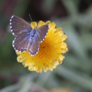 Theclinesthes serpentata at Cotter River, ACT - 27 Feb 2019 01:01 PM