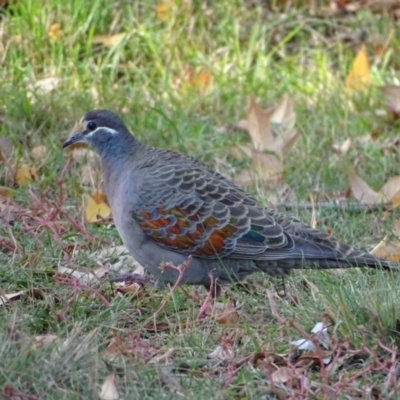 Phaps chalcoptera (Common Bronzewing) at Isaacs, ACT - 21 May 2019 by Mike