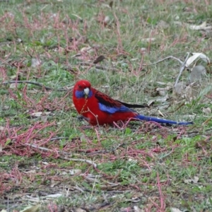 Platycercus elegans at Isaacs, ACT - 21 May 2019 02:41 PM