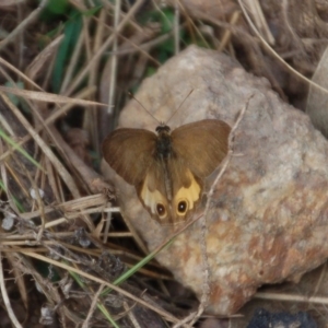 Hypocysta metirius at Black Range, NSW - 21 May 2019 10:55 AM