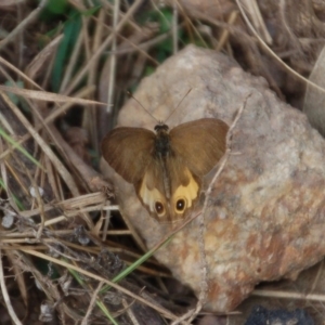 Hypocysta metirius at Black Range, NSW - 21 May 2019 10:55 AM