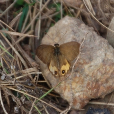 Hypocysta metirius (Brown Ringlet) at Black Range, NSW - 21 May 2019 by KMcCue