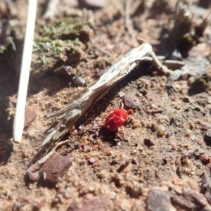 Trombidiidae (family) at Gundaroo, NSW - 4 May 2019