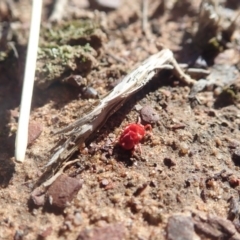 Trombidiidae sp. (family) (Red velvet mite) at Gundaroo, NSW - 4 May 2019 by Watermilli
