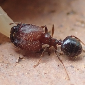 Pheidole sp. (genus) at Spence, ACT - 4 Mar 2019