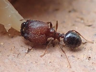 Pheidole sp. (genus) (Seed-harvesting ant) at Spence, ACT - 4 Mar 2019 by Watermilli