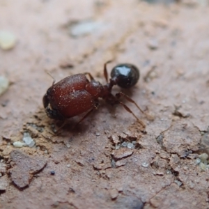 Pheidole sp. (genus) at Spence, ACT - 4 Mar 2019 11:36 AM