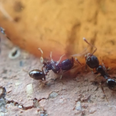 Pheidole sp. (genus) (Seed-harvesting ant) at Spence, ACT - 3 Mar 2019 by Watermilli