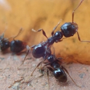 Pheidole sp. (genus) at Spence, ACT - 4 Mar 2019