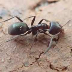 Iridomyrmex sp. (genus) (Ant) at Spence, ACT - 4 Mar 2019 by Watermilli