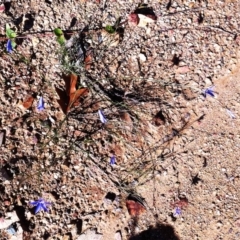 Wahlenbergia capillaris (Tufted Bluebell) at Hughes, ACT - 15 May 2019 by ruthkerruish