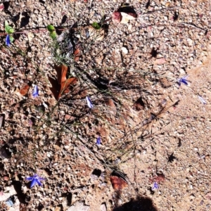 Wahlenbergia capillaris at Hughes, ACT - 15 May 2019 10:00 AM