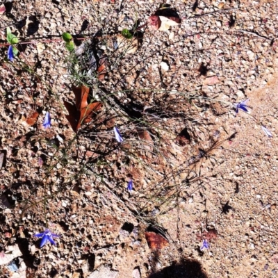 Wahlenbergia capillaris (Tufted Bluebell) at Hughes, ACT - 15 May 2019 by ruthkerruish