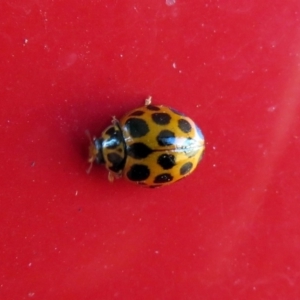 Harmonia conformis at Macarthur, ACT - 22 May 2019 02:24 PM