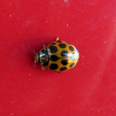 Harmonia conformis (Common Spotted Ladybird) at Macarthur, ACT - 22 May 2019 by RodDeb