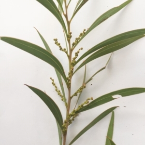 Acacia rubida at Hughes, ACT - 15 May 2019